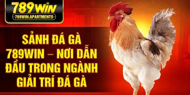 Sảnh đá gà 789Win – Nơi dẫn đầu trong ngành giải trí đá gà